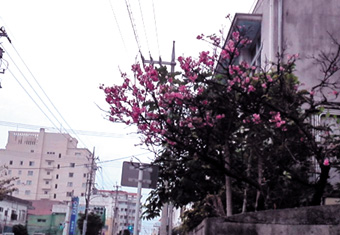 桜♪.jpg