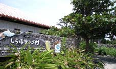 サンゴ村