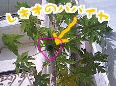 パパイヤのコピー.jpg