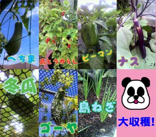 家庭菜園.jpg