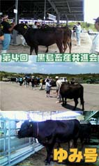 黒島畜産共進会.jpg