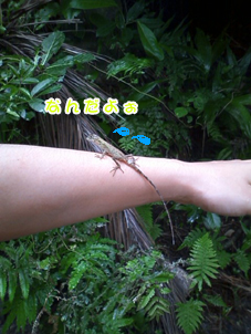 キノボリトカゲ