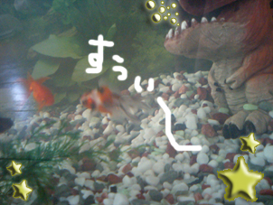 金魚ちゃん達☆.jpg 金魚ちゃん達☆.jpg