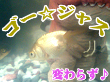 ゴージャス.jpg ゴージャス.jpg