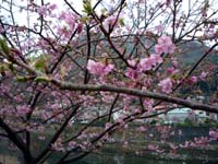 河津桜