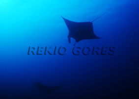 manta-.jpg manta-.jpg