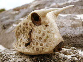 fugu.jpg