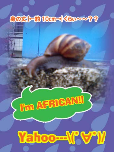 アフリカマイマイのコピー.jpg
