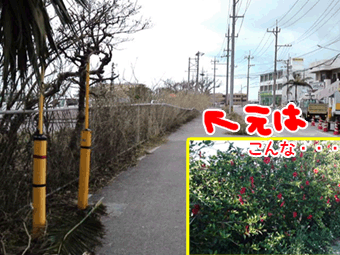 インターコンチのハイビ達・・・.gif