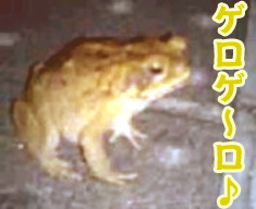 かえる.jpg かえる.jpg