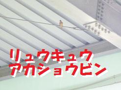 リュウキュウアカショウビン