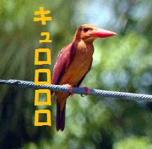 リュウキュウアカショウビン リュウキュウアカショウビン