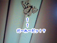 おおごま.jpg おおごま.jpg