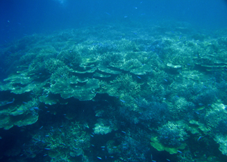 coral1.jpg