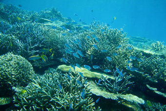 coral2.jpg