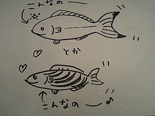 サンセットビーチに居たお魚♪.jpg サンセットビーチに居たお魚♪.jpg