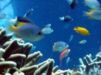 石垣の海の中★