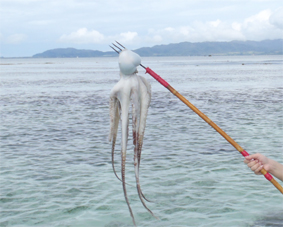 tako.jpg