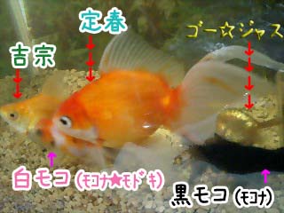 11月28日金魚～～ズ.jpg
