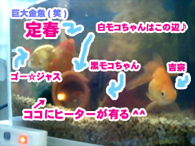 ペット君たち♪.jpg