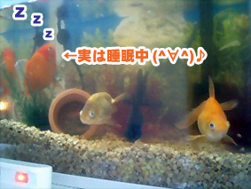 睡眠中.jpg