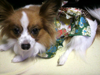 2011010100060000.jpg