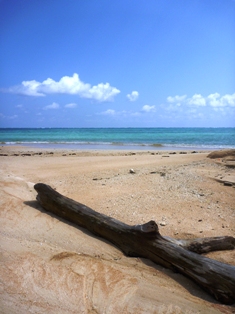 海