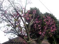 桜～♪.jpg