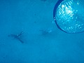 s-P6145758.jpg