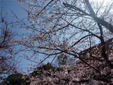桜