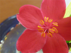 花