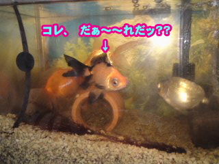 金魚～.jpg