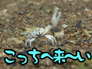 かに かに