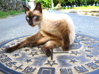 マンホールと猫.jpg