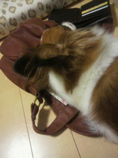 2011060422500000.jpg