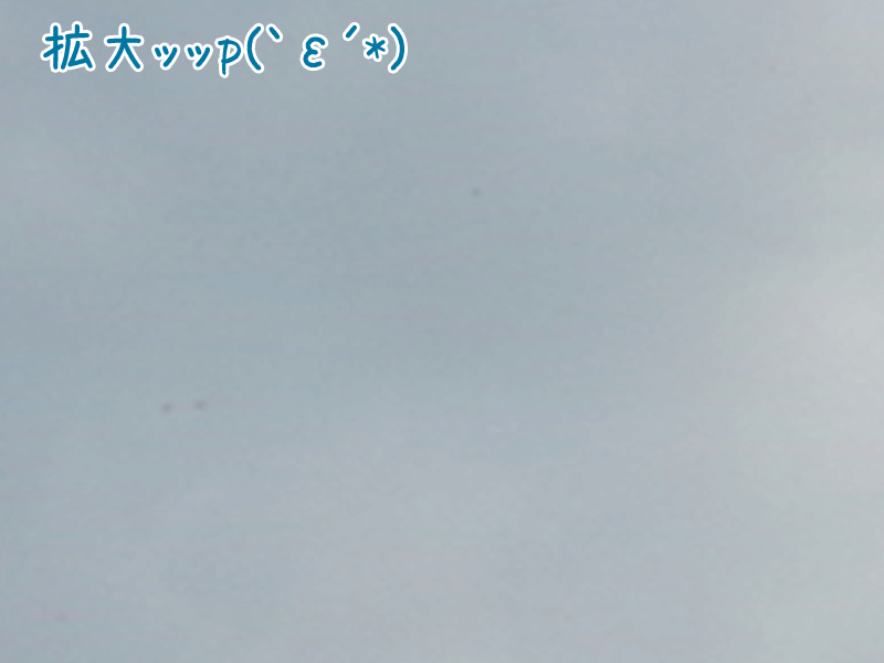 トンボ拡大!!!!!.gif トンボ拡大!!!!!.gif