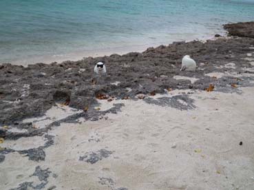 癒しのニャンコinカイジ浜.jpg 癒しのニャンコinカイジ浜.jpg