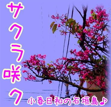 サクラサク.jpg