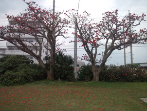 デイゴ全景.jpg