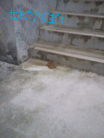 NCM_0079.JPG