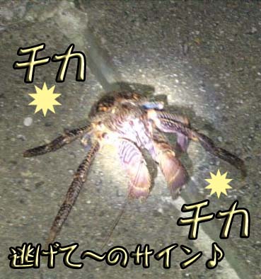 お逃げなさいな~.jpg お逃げなさいな~.jpg