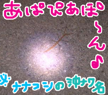 あぱぴぃ~~や♪.jpg あぱぴぃ~~や♪.jpg
