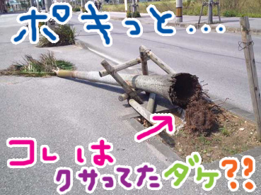 ポキっと・・・.jpg ポキっと・・・.jpg