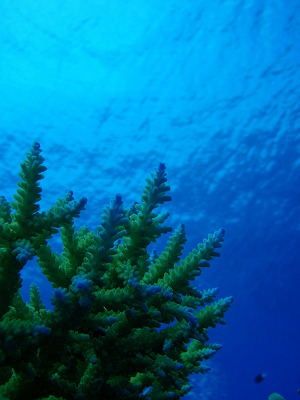 s-P9230012.jpg