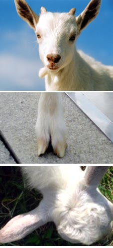 やぎちゃん