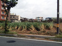 きび畑