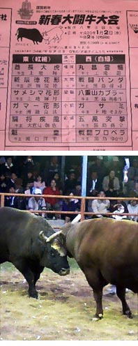 闘牛大会.jpg