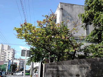 桜２♪.jpg