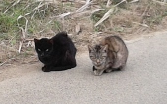 にゃんにゃん にゃんにゃん