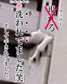 熊　洗われる(笑).jpg